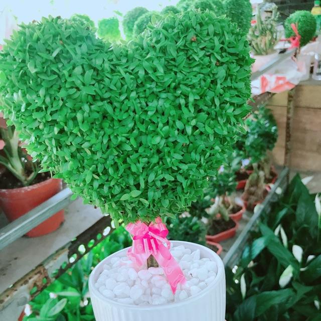 Chậu cây may mắn trái tim