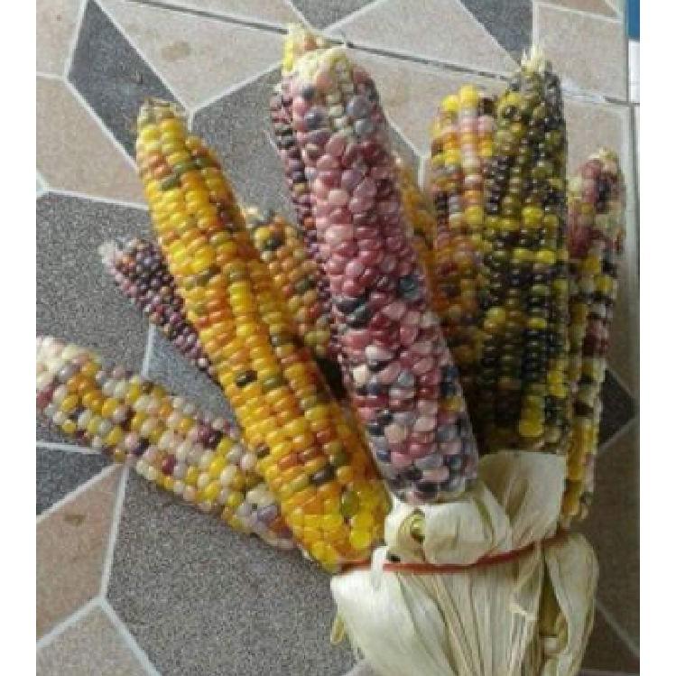 Hạt giống ngô ngũ sắc 30 hạt/gói