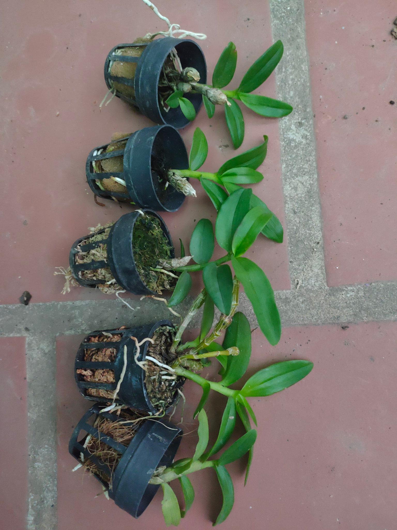 Phi Điệp Đột Biến 5 Cánh Trắng Phú Quý hàng giống mũi trắng