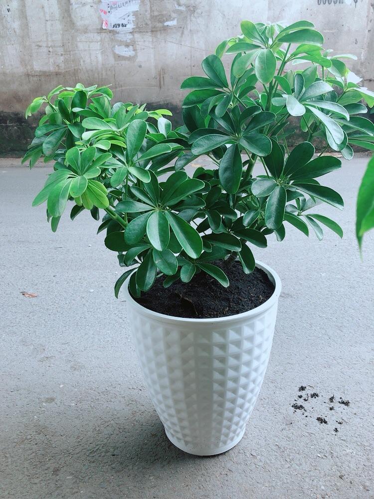 Chậu Cây Ngũ Gia Bì Size Đại