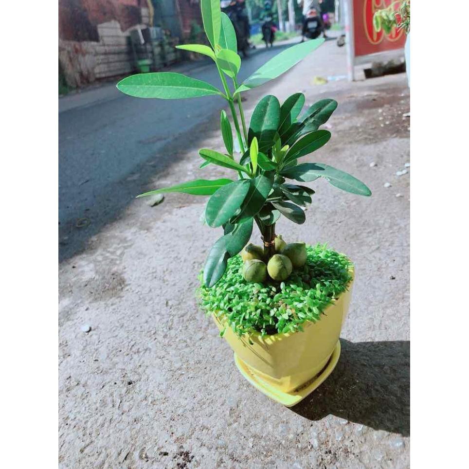 Chậu Cây May Mắn Trái Tim Vàng Bán Chạy