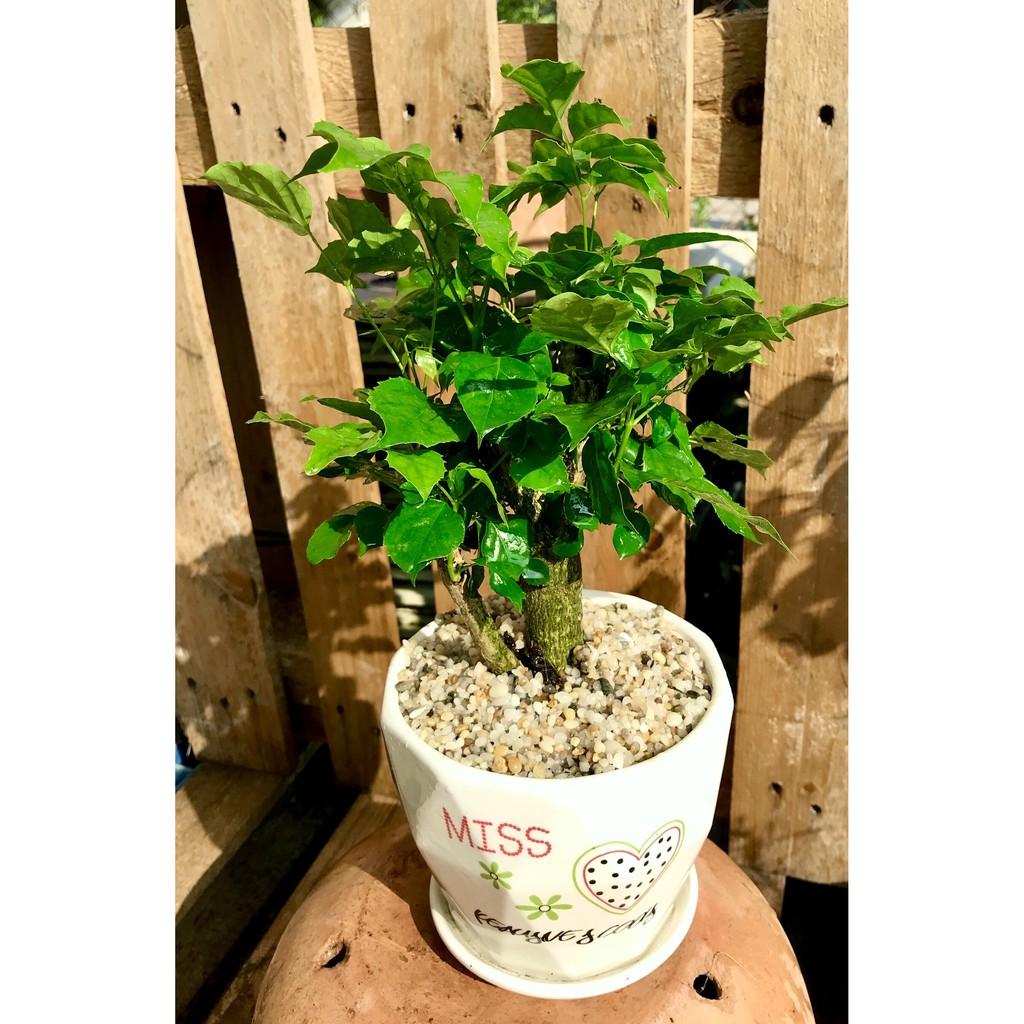 Chậu sứ cây Hạnh Phúc để bàn