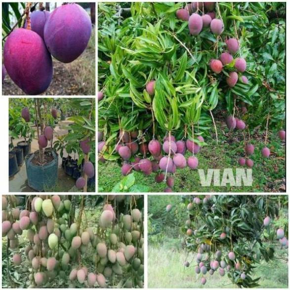 Giống cây xoài