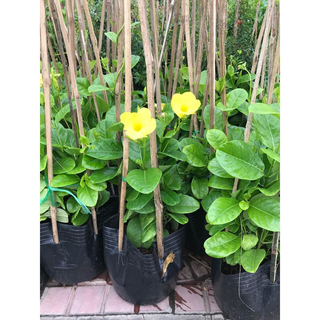 Cây Huỳnh Đệ - cây cảnh vườn + Tặng phân bón cho cây mau lớn