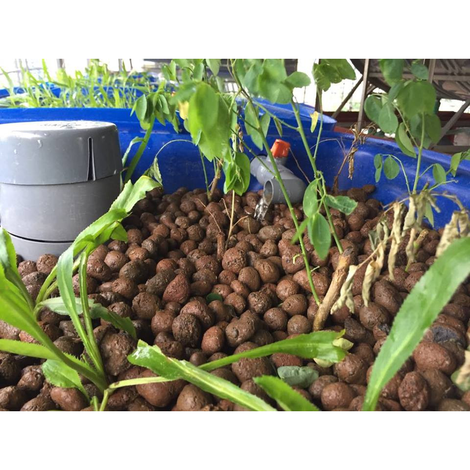 1Kg Sỏi trồng thủy canh, sỏi nhẹ, viên đất nung trồng cây
