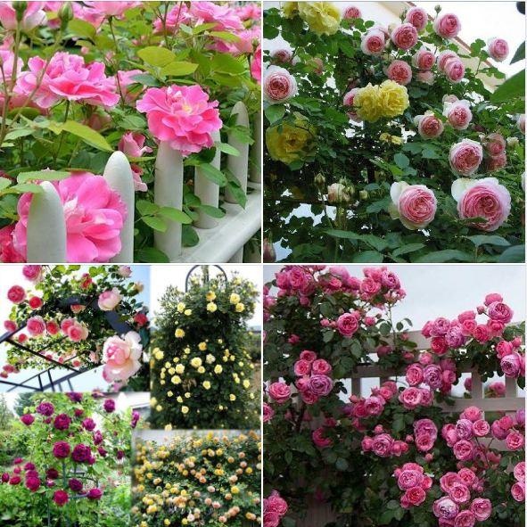 Hạt giống hoa hồng leo Pháp nhiều màu KNS3422 - Gói 10 hạt