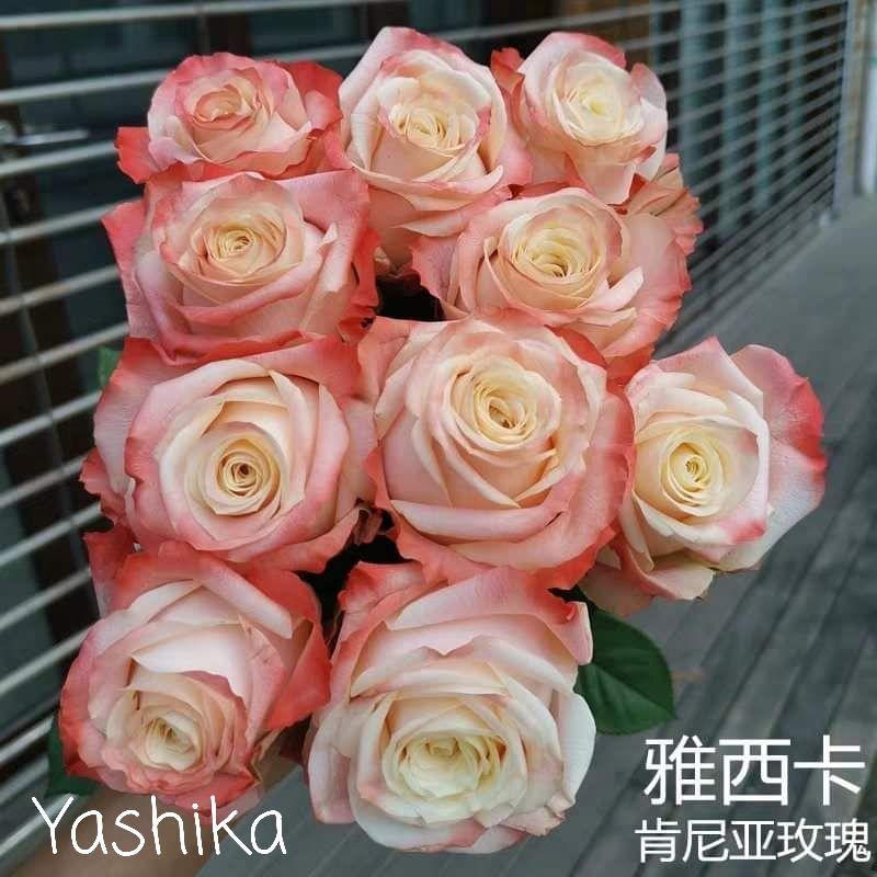 Hoa hồng ngoại Yashika nguyên bản, sắc hồng tươi tắn, thơm ngọt ngào