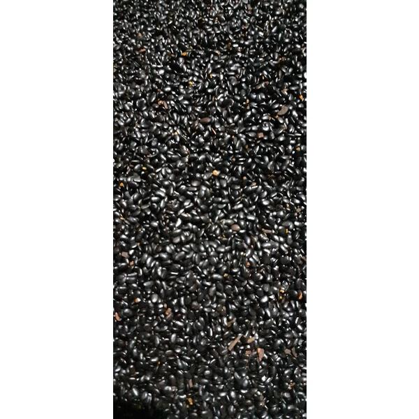 200 GRAm HẠT GIỐNG KEO TAI TƯỢNG ÚC tuyển chọn NẢY MẦM CAO.