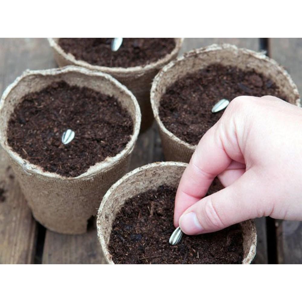 1gram Hạt Giống Hoa Hướng Dương, Vàng Đẹp, Hoa Cánh Kép
