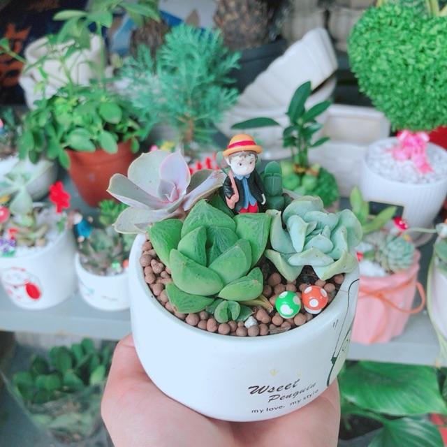 Chậu sen đá tiểu cảnh