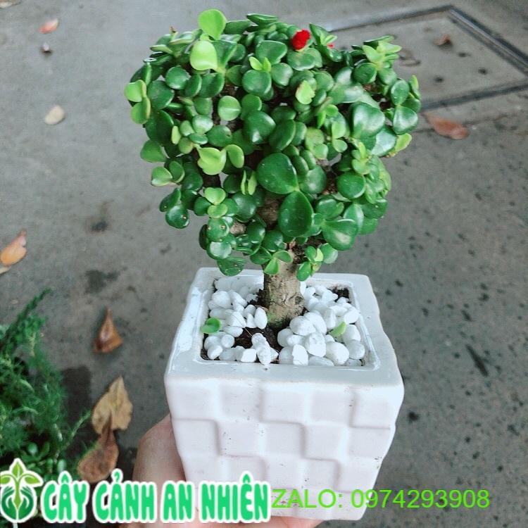 Chậu Cành Vàng Lá Ngọc