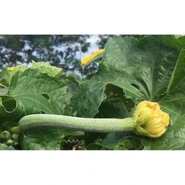 Hạt giống mướp hương F1 siêu quả