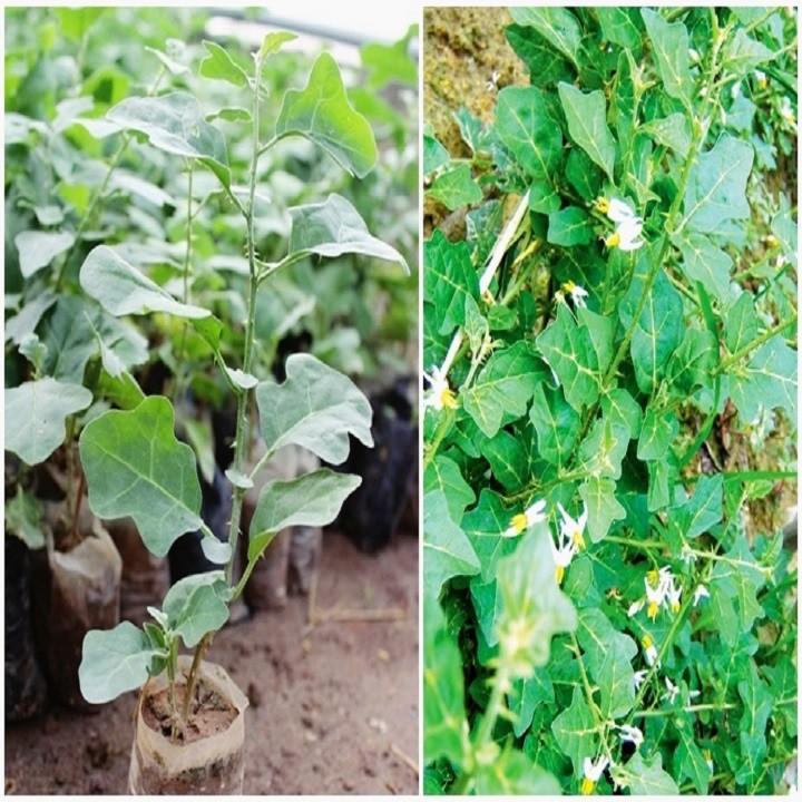 CÂY GIỐNG CÀ GAI LEO