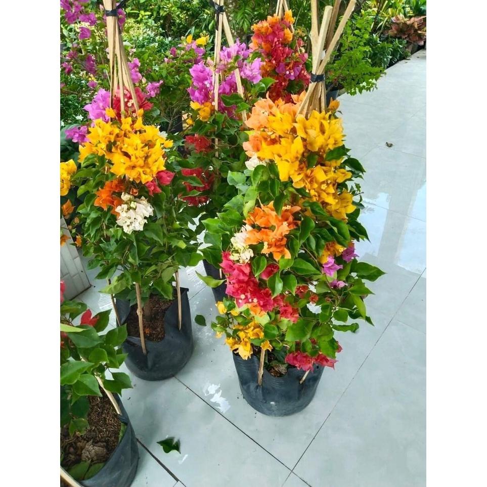 Cây giống hoa giấy ngũ sắc Thái Lan nhiều màu, cây giống khỏe ít sâu bệnh, cho hoa sau 3 - 5 tháng trồng