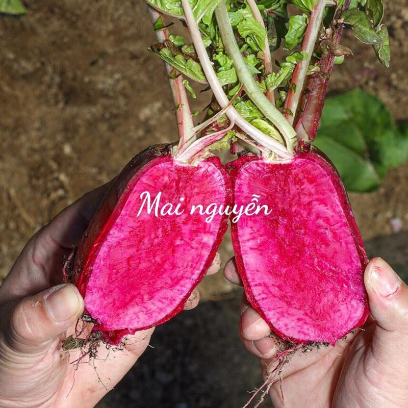 Hạt giống củ cải Shena đỏ ruột đỏ