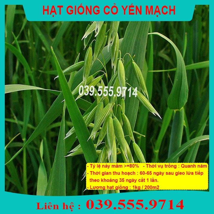 HẠT GIỐNG CỎ CHĂN NUÔI YẾN MẠCH 1Kg- Cỏ Chịu Lạnh - CCN - CS