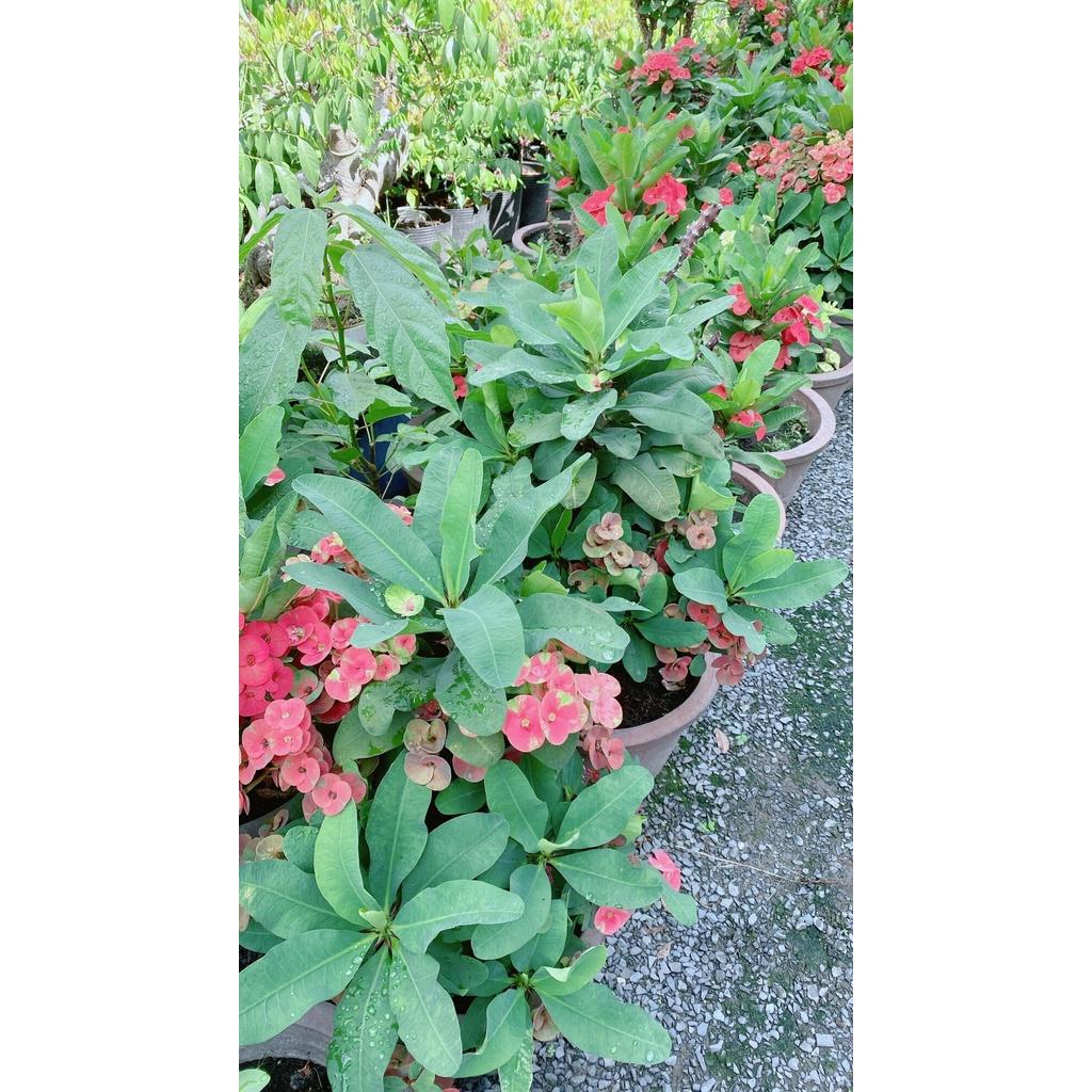 Chậu Xương Rồng Bát Tiên Lớn