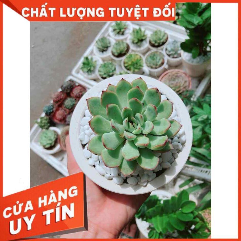 Chậu sen đá viền hồng Nhiều Người Mua