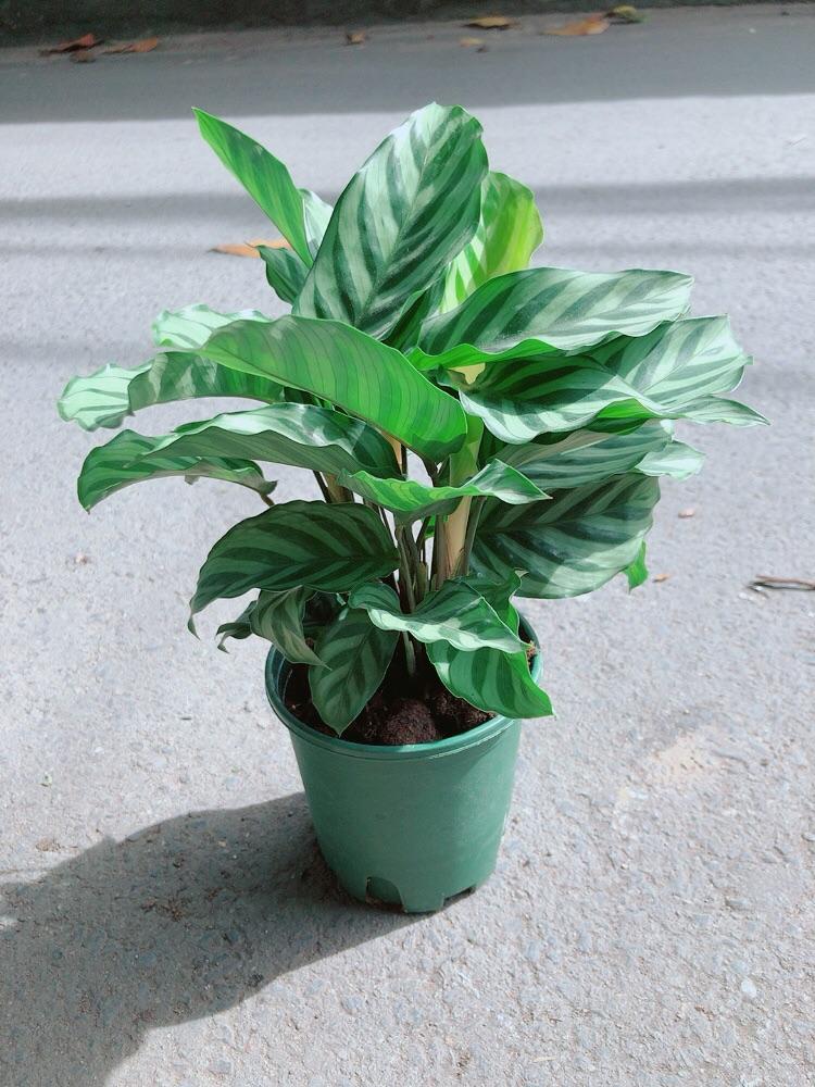 Đuôi Công Xanh Lá