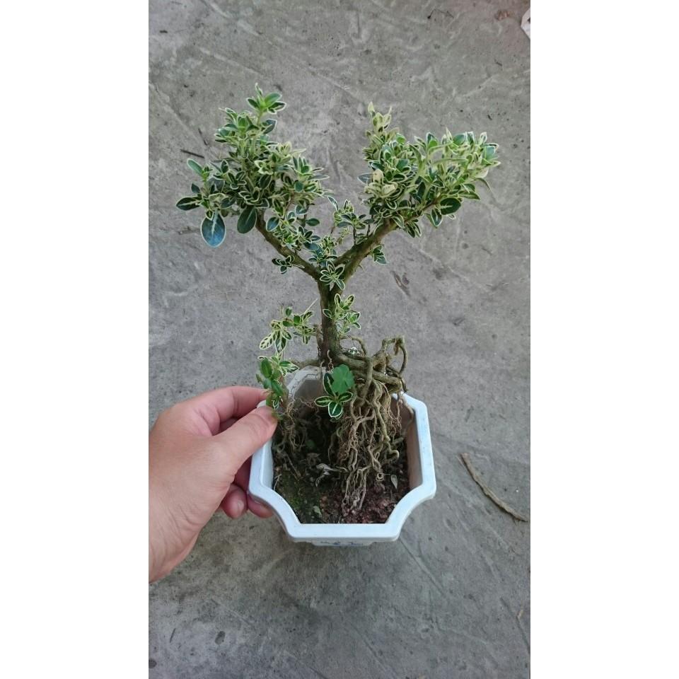 Bạch Tuyết Mai - Cây cảnh Bonsai để bàn + Tặng phân bón cho cây