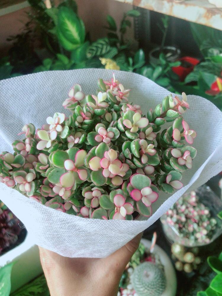 Cây Cành Vàng Lá Ngọc