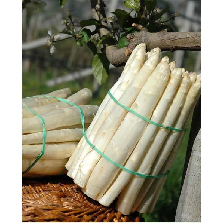 Hạt giống Măng Tây Trắng 20 hạt/gói