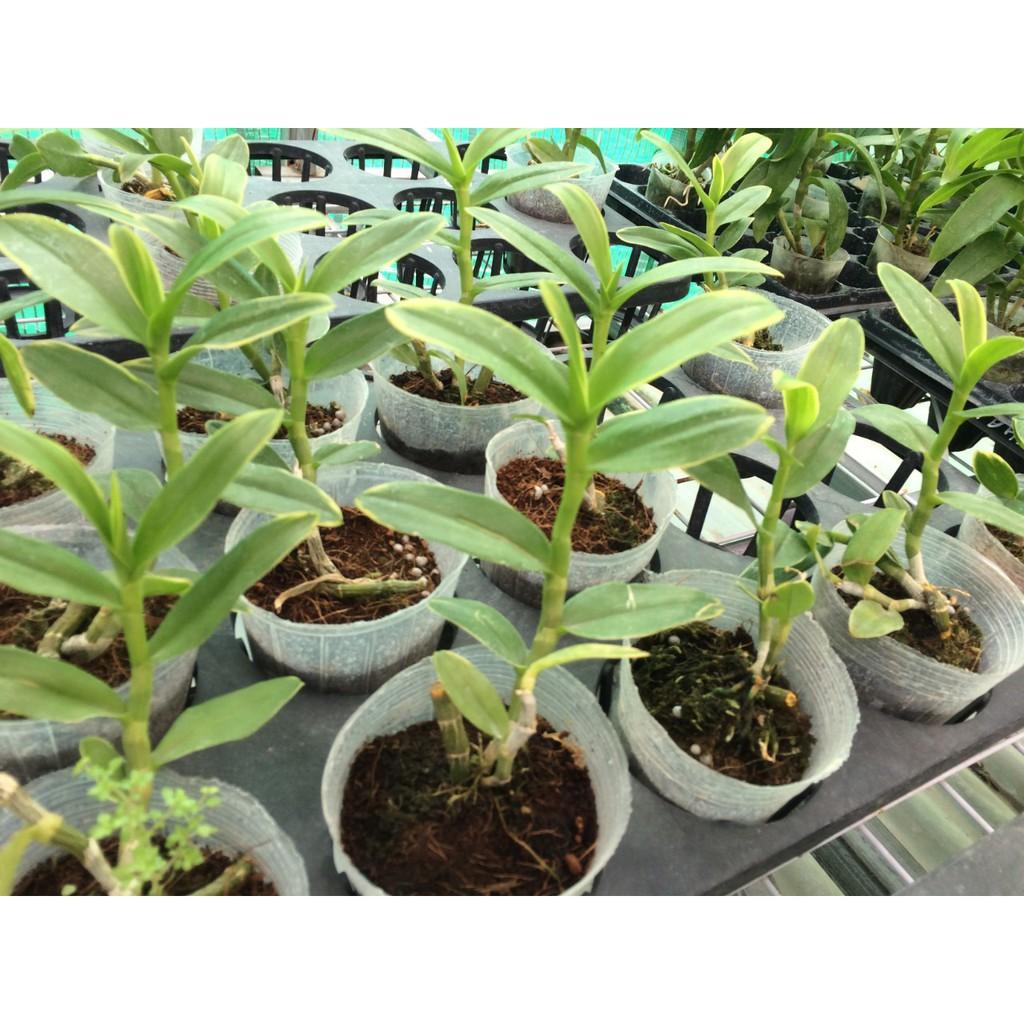 COMBO 3KG PHÂN DÊ BÓN LAN ĐÃ QUA XỬ LÝ