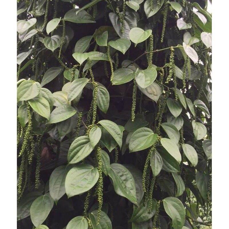 Giống tiêu Srilanka giống hồ tiêu năng suất cao nhất