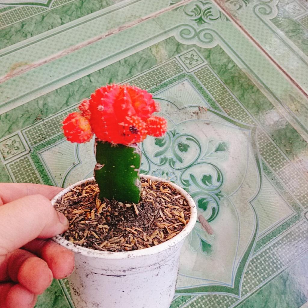 Xương Rồng Hồng Ngọc - cây cảnh mini để bàn