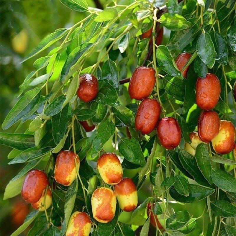Cây giống táo đỏ Tân Cương hay hồng táo loại quả chứa nhiều dinh dưỡng được nhiều người ưa chuộng.
