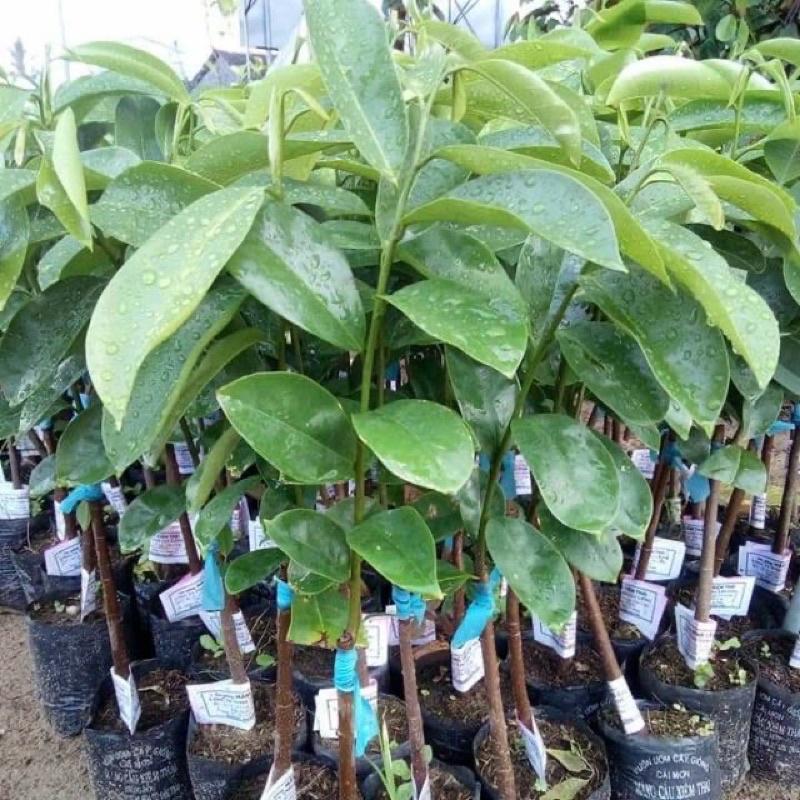 Cây mãng cầu xiêm cao 50-70 cm