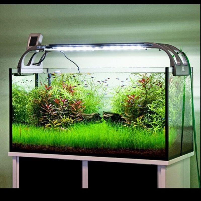 Hạt giống Ngưu Mao Chiên thủy sinh 2gram - phụ kiện trang trí hồ cá cảnh thủy sinh