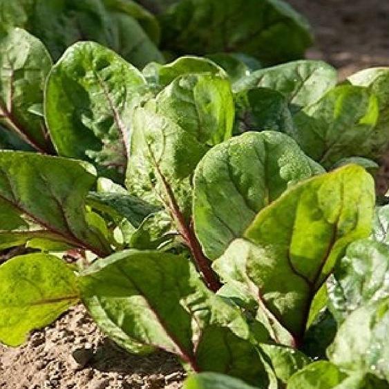 Combo 3 gói hạt giống rau cải bó xôi - rau chân vịt dể trồng f1-gói 20 gram-tặng kèm gói phân bón lót