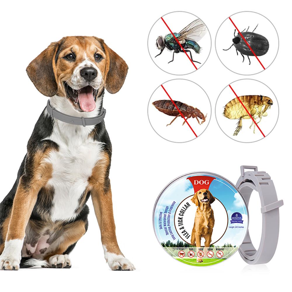 Vòng cổ chống bọ chét cho chó và thú cưng bằng các tinh dầu an toàn tốt cho sức khỏe