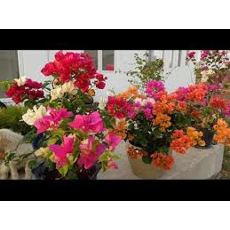CÂY HOA GIẤY ĐỦ MÀU - CHẬU TO