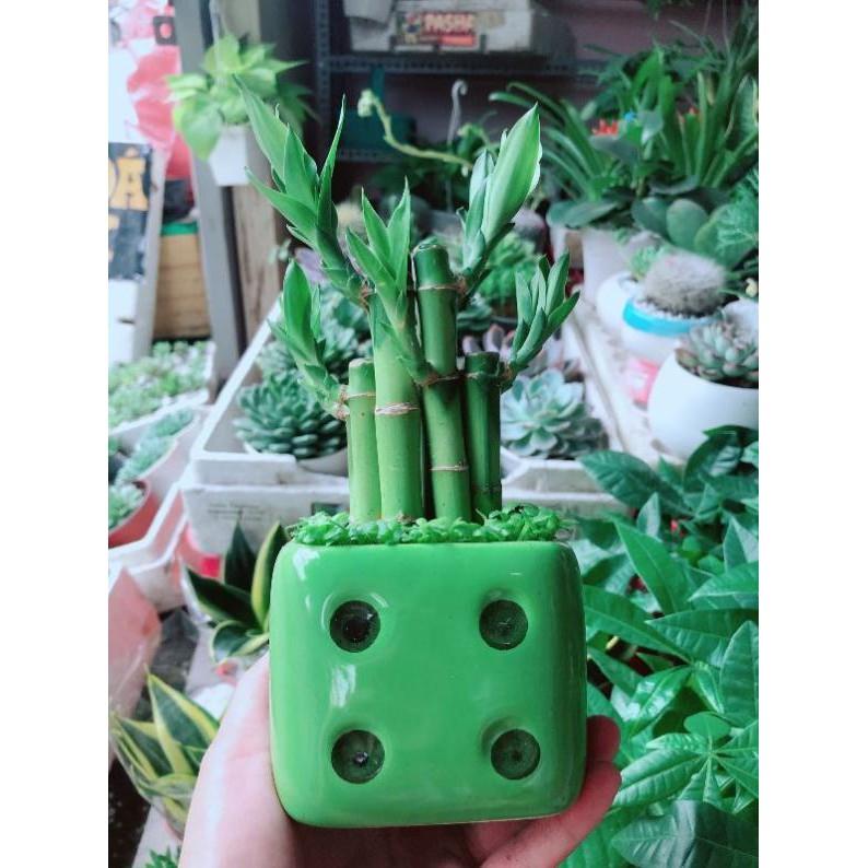 Chậu cây trúc phát tài Bán Chạy