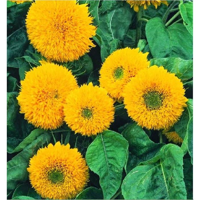 Hạt Giống Hoa Hướng Dương Nga Kép KNS3640 - Gói 20 hạt