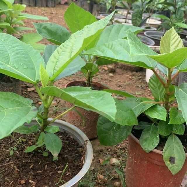 Combo 02 Cây Vả Mật Giống 30cm