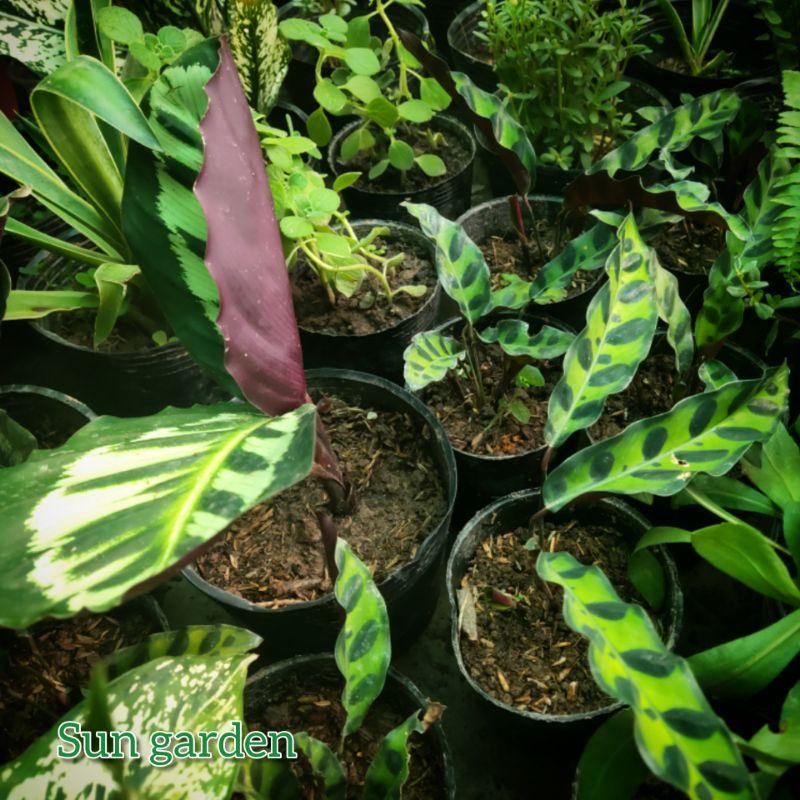 Cây kiểng lá đuôi phụng trang trí