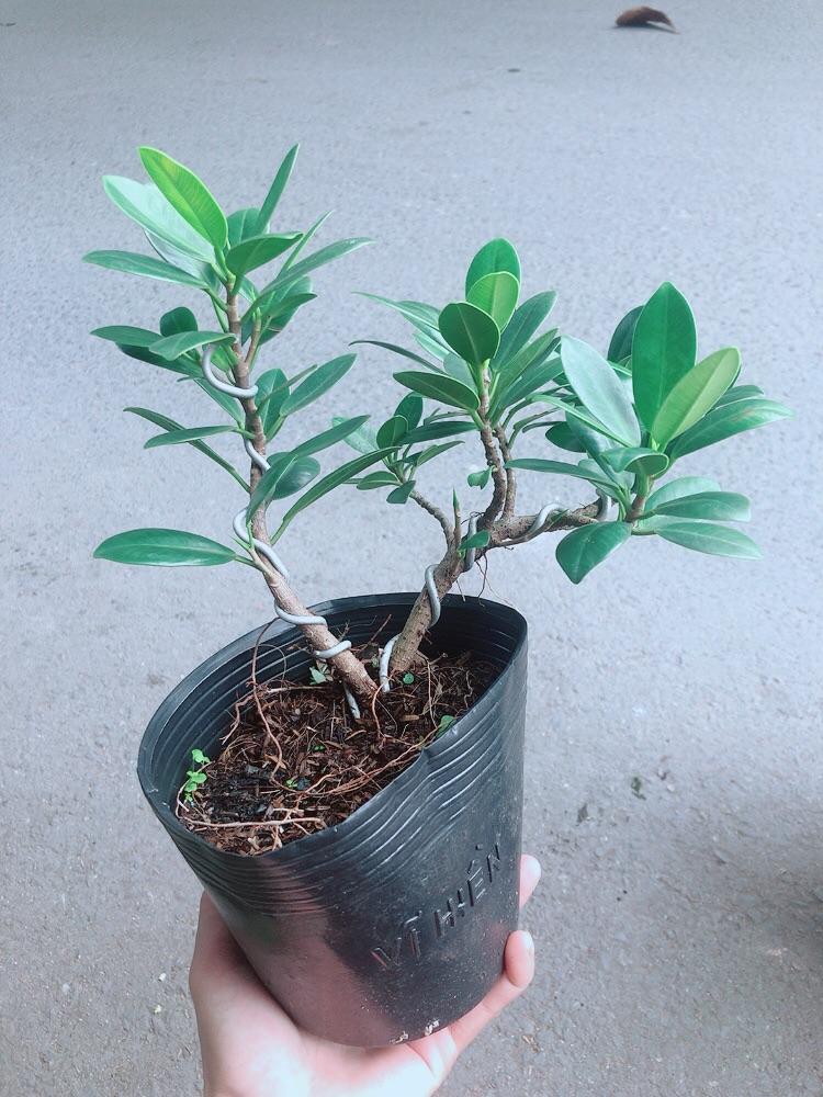 Cây Da Nhật Bonsai