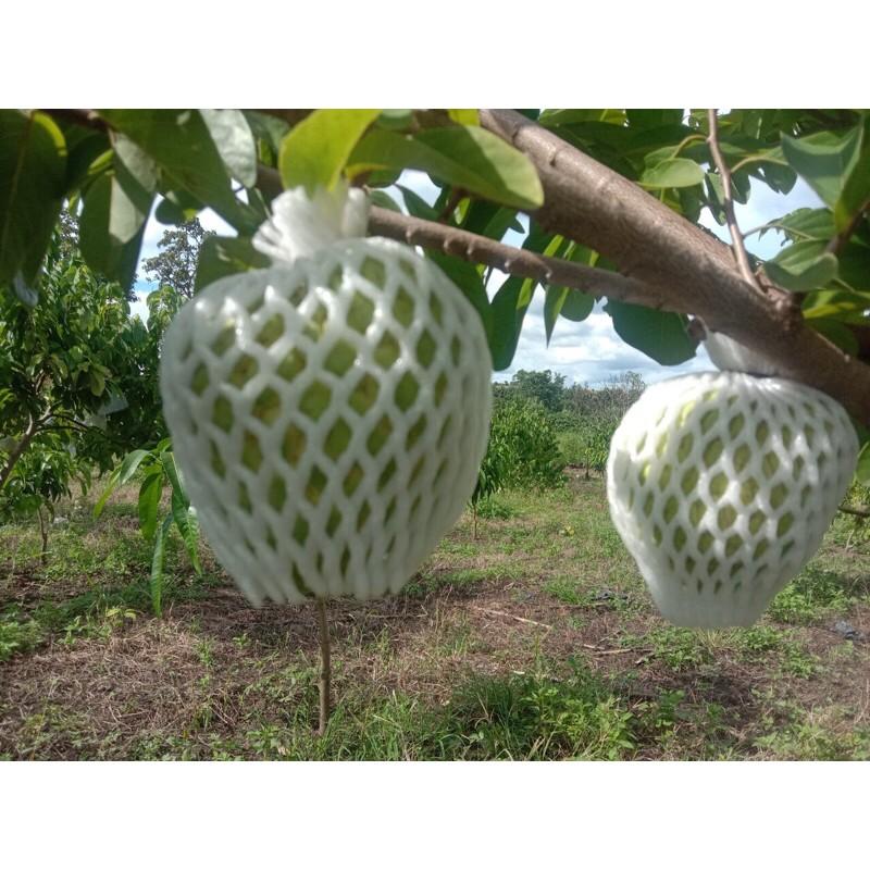 50 túi xốp bọc na