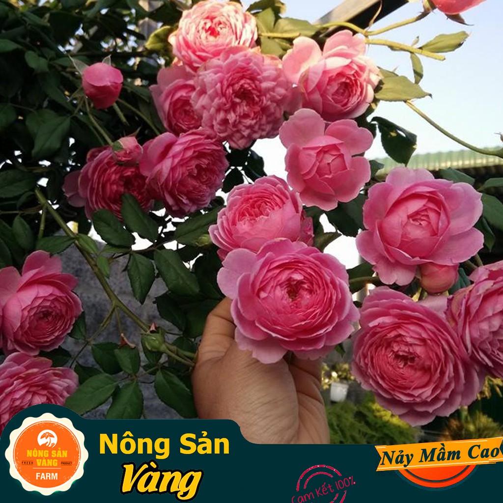 Hạt giống Hoa Hồng Leo Pháp