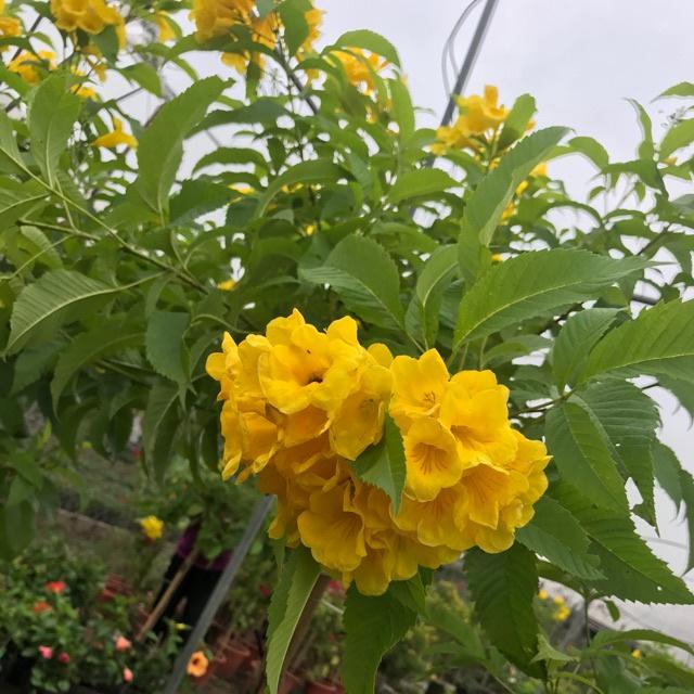 CÂY giống HOA HOÀNG YẾN