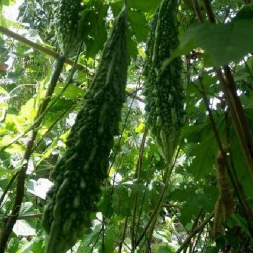 Combo 3 gói Hạt giống khổ qua gai xanh-Gói 10 hạt/tặng kèm gói phân bón lót