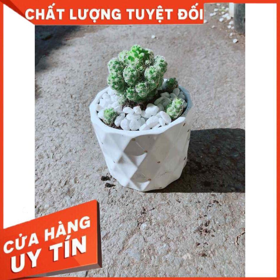 Chậu Xương Rồng Trứng Chim Nhiều Người Mua