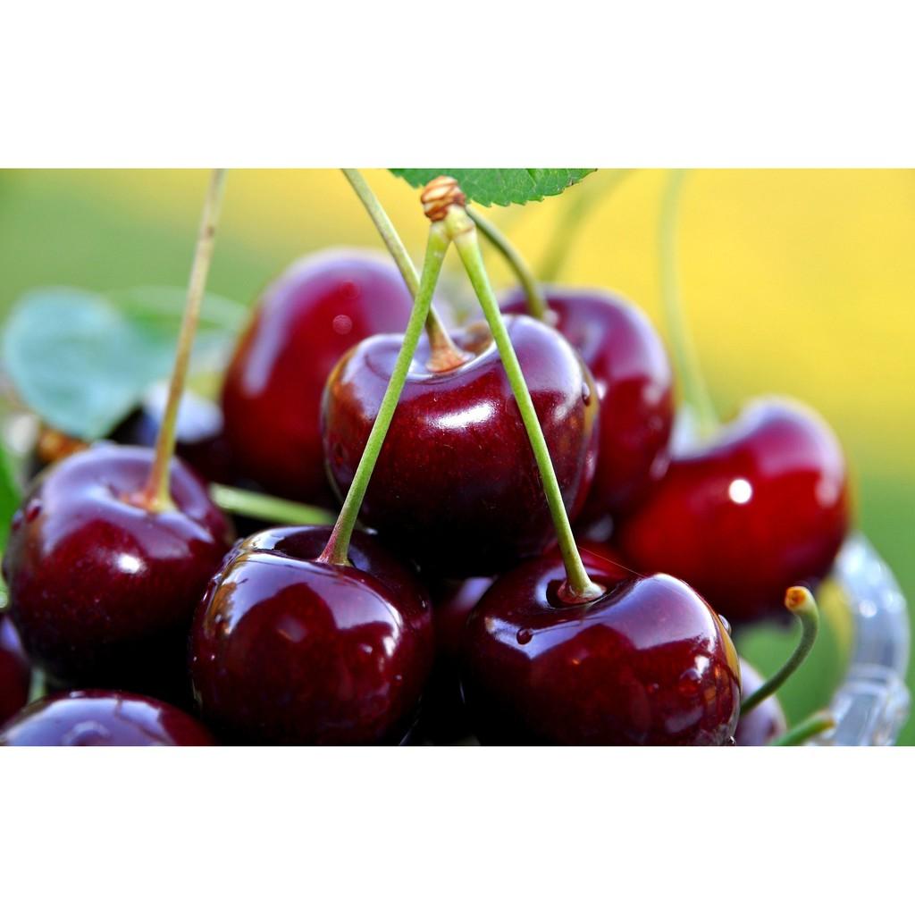 Cây giống CHERRY chịu nhiệt - Cây giống F1- hàng nhập khẩu