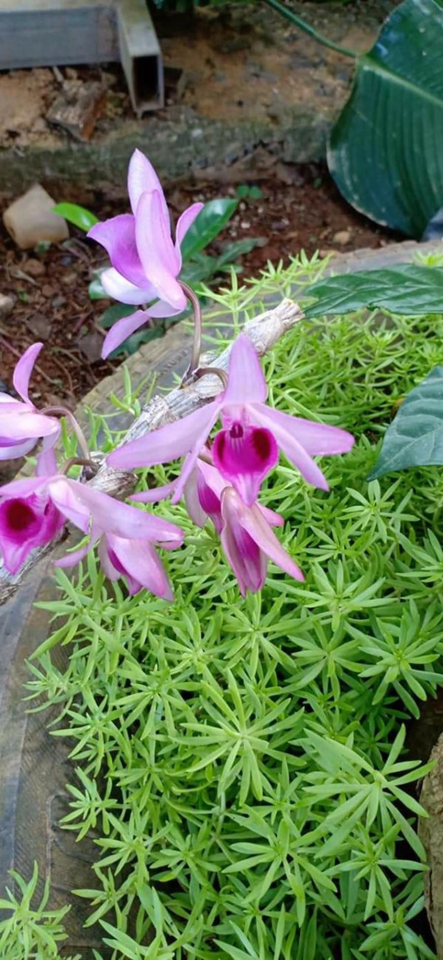 Phi điệp NÙ 68 chuẩn giống cam kết chất lượng