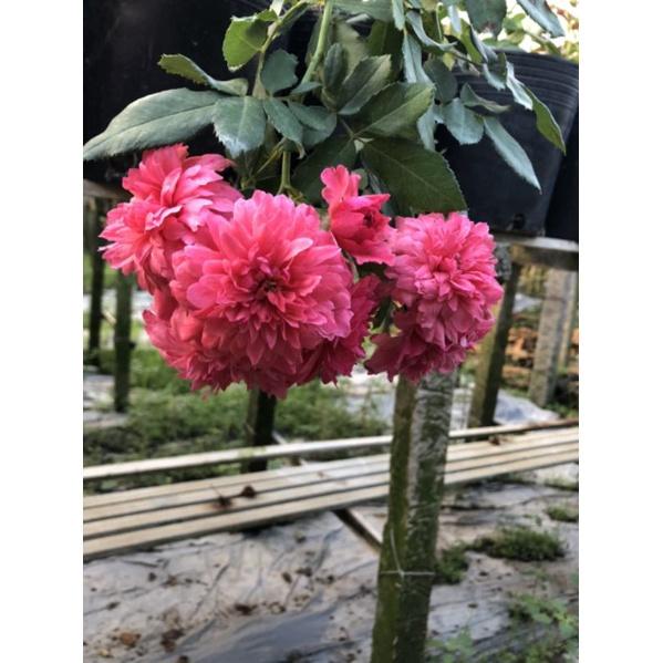 Hoa hồng đỏ Rosarium, hồng ngoại, hồng leo, thân gỗ, nguyên bản