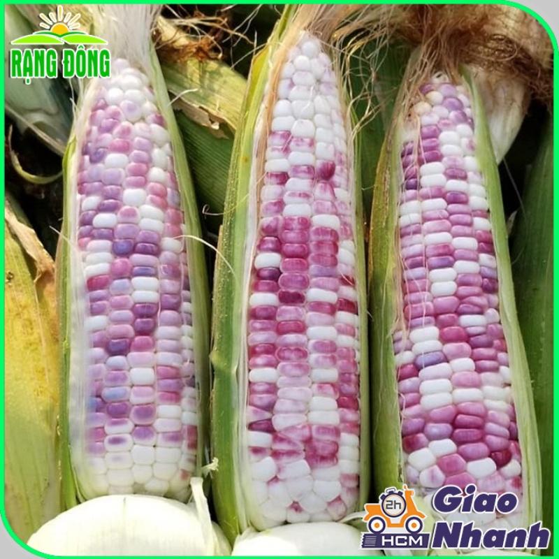 Hạt giống Bắp Nếp Cẩm Hồng Trái Dẻo, Ngọt, Rất Thơm, Trồng Quanh Năm, Kháng Bệnh Tốt - Hạt giống Rạng Đông