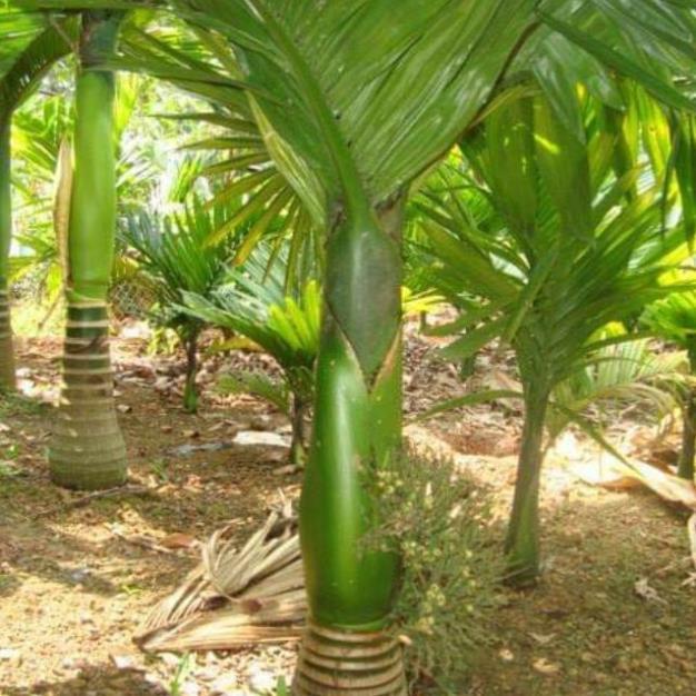 Cây giống CAU TỨ QUÝ - Giống chuẩn F1
